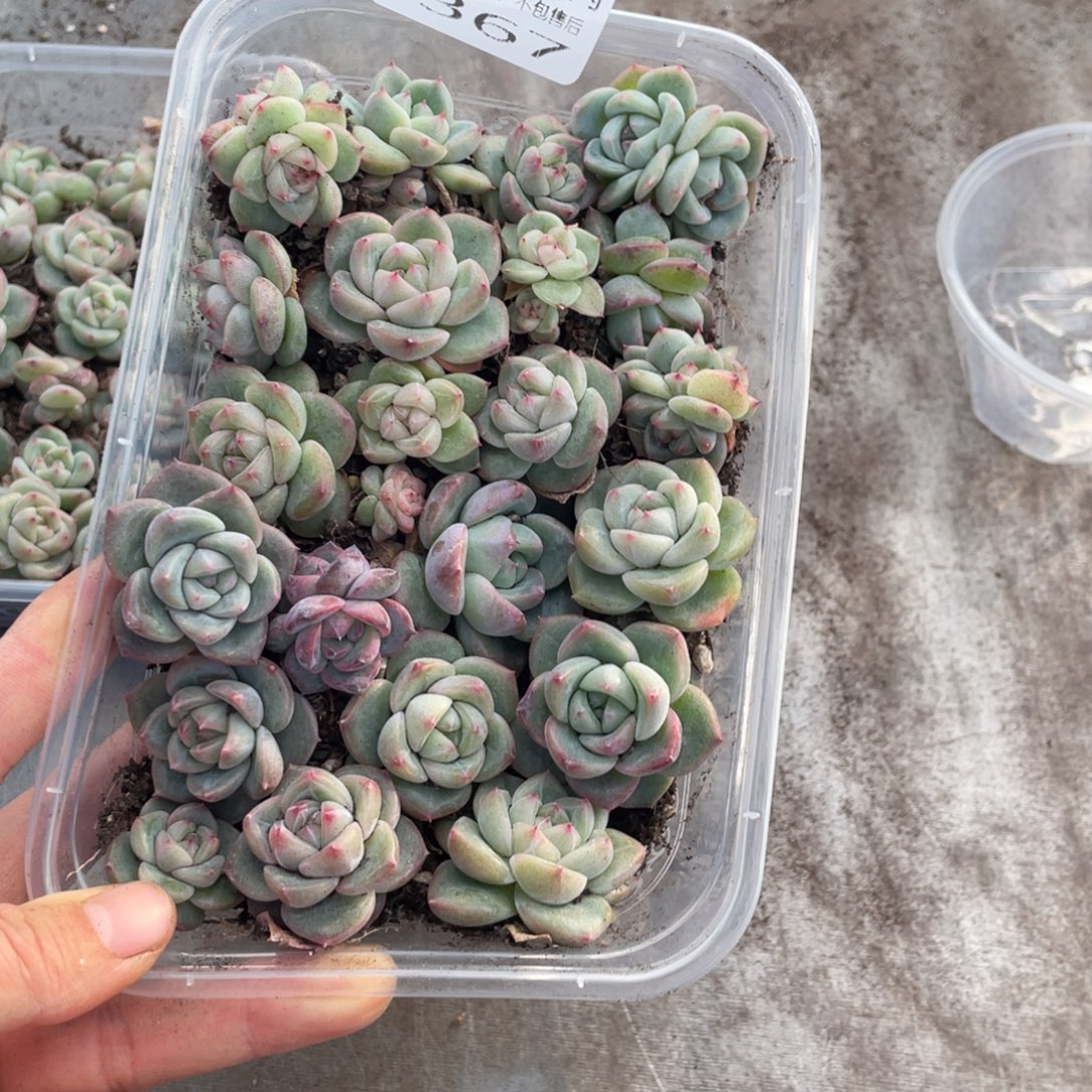 糕大上多肉植物367