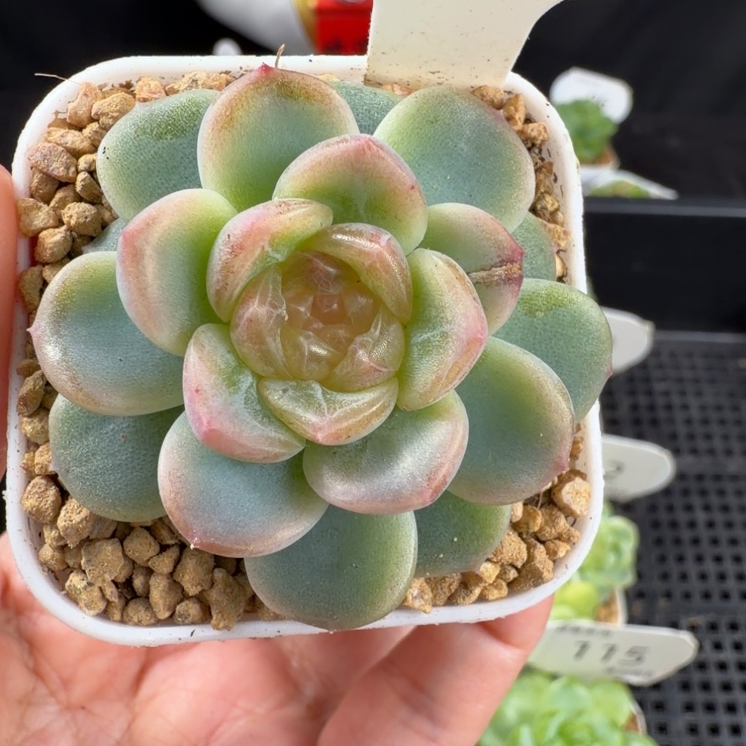 无尽灯单头117号一颗