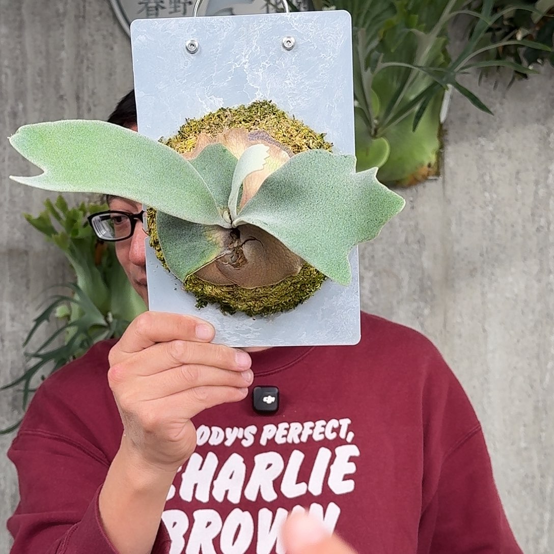 完全开放赛尔索鹿角蕨春野花园