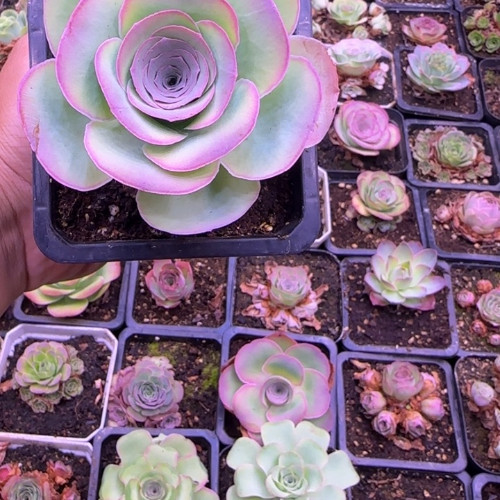 繁花老庄9厘米1242424245442