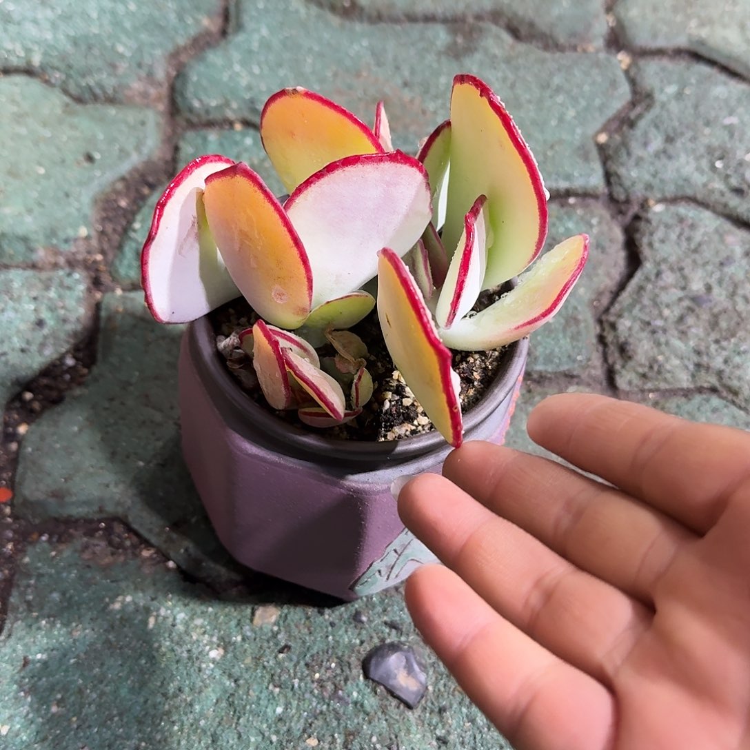 白眉老庄带盆多肉植物