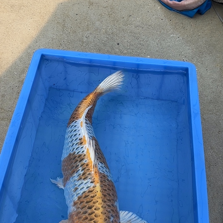 海水鱼赤目芒果孔雀