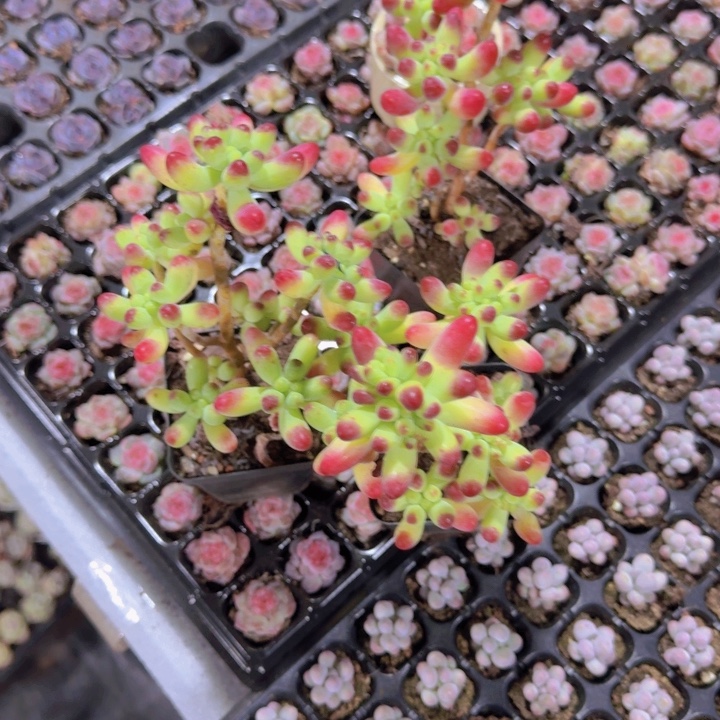 灯泡乙女心王炸一颗