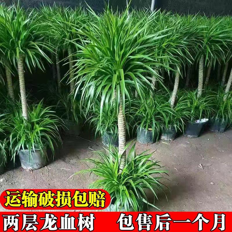 龙血树客厅绿植净化空气吸甲醛盆栽室内办公室网红老桩植物易成活