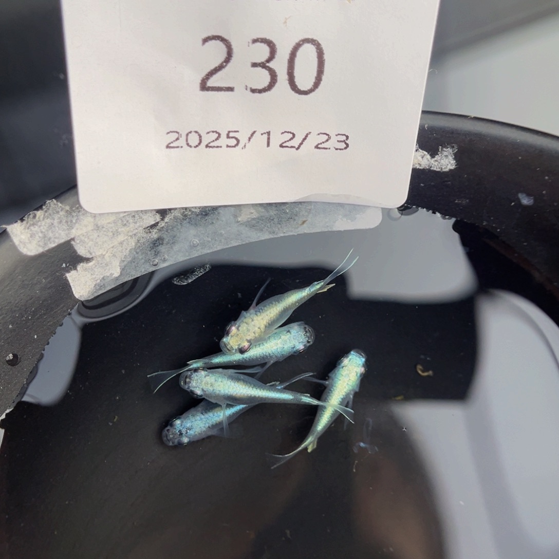 青鳉鱼230短干之五尾