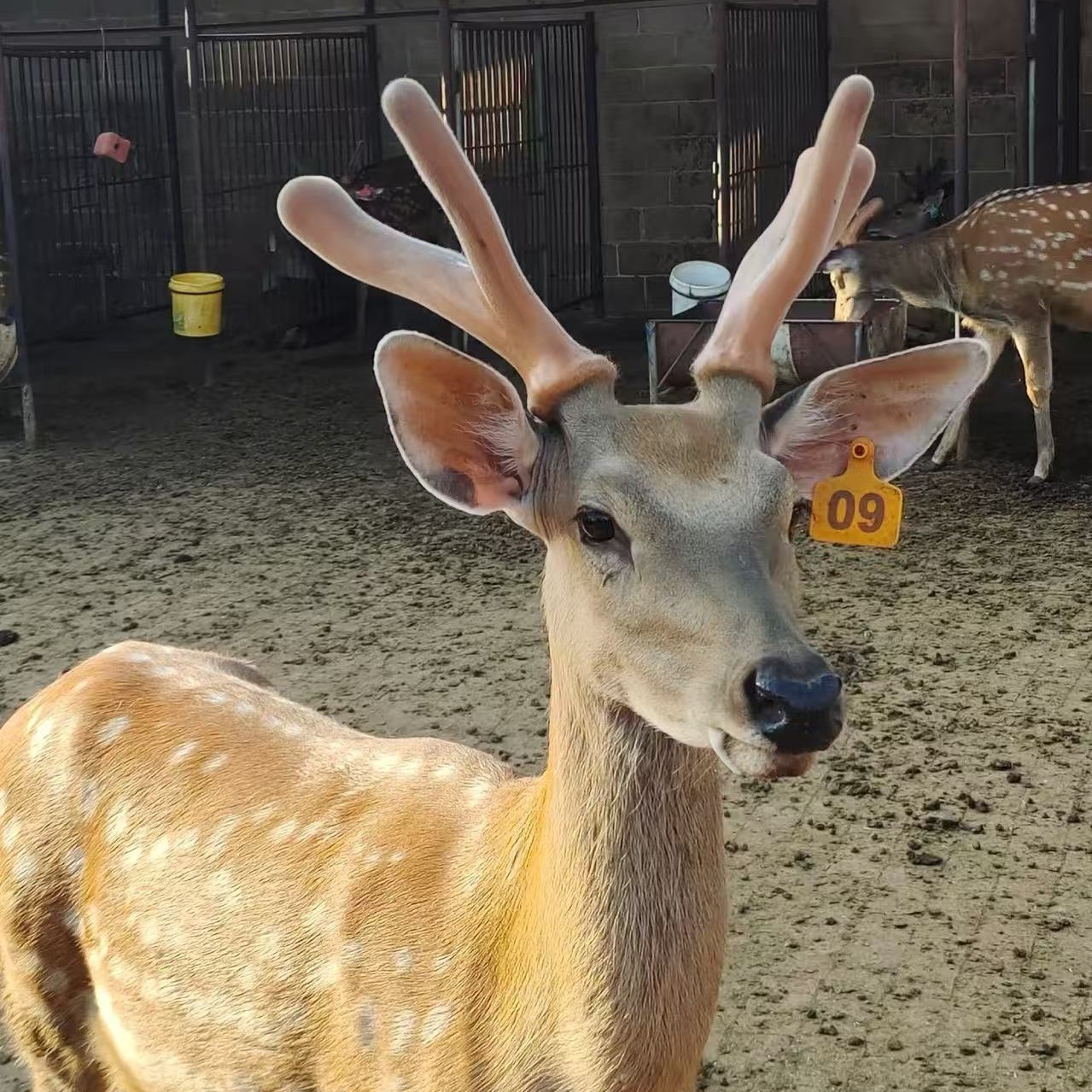 鹿产品～4瓶～直播间下单、以实物为准