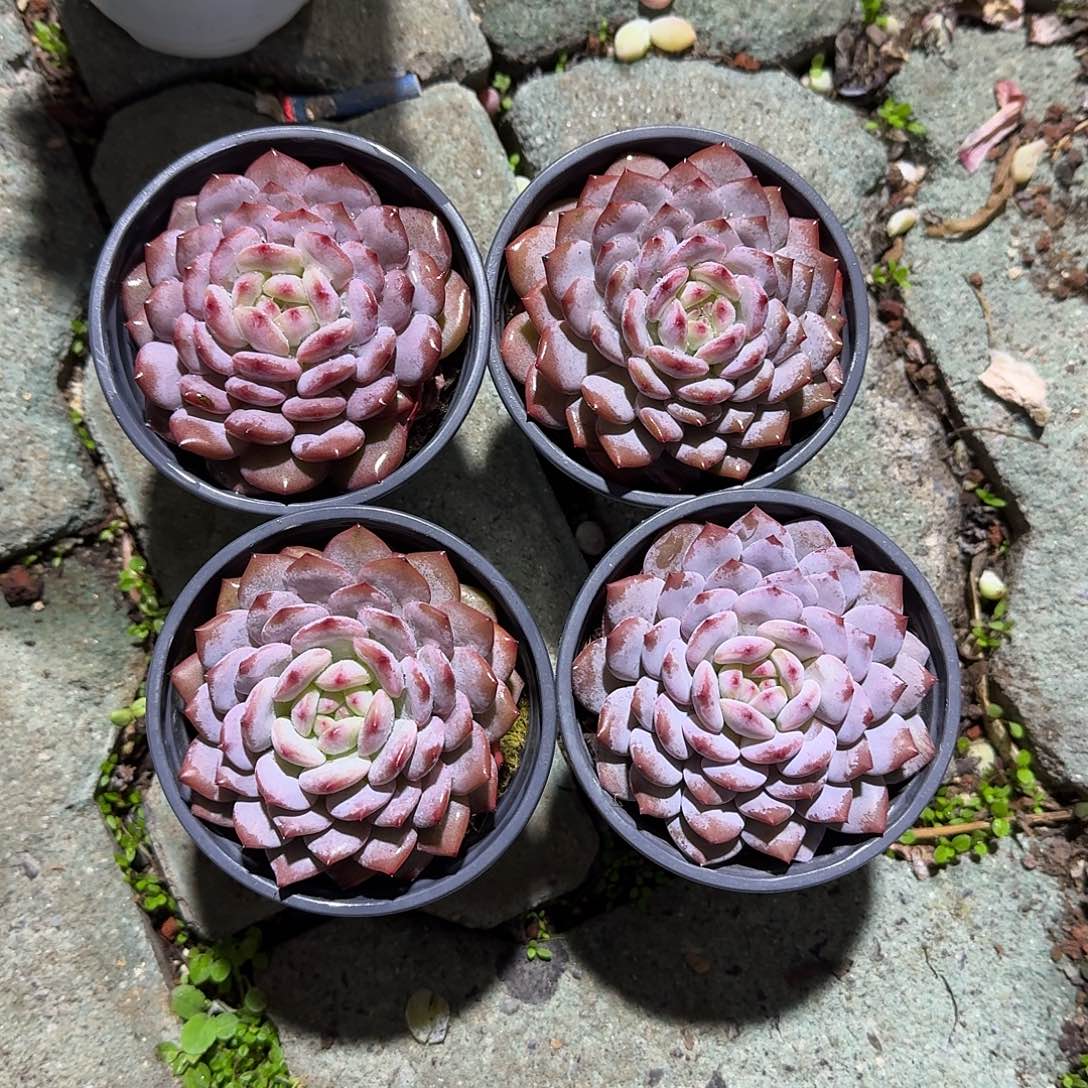 玉芙蓉多肉植物精品