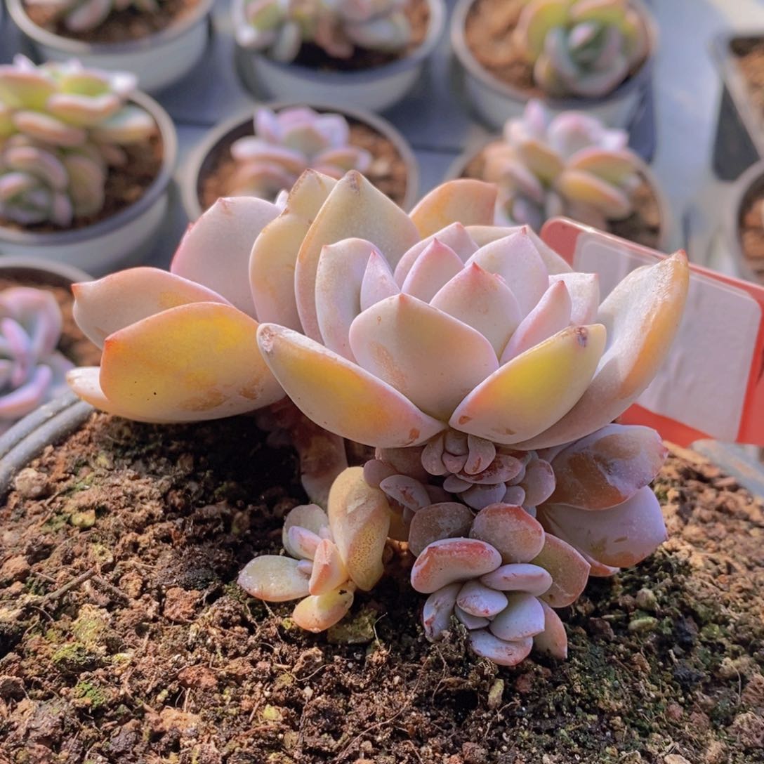 奶茶群生10头11111111