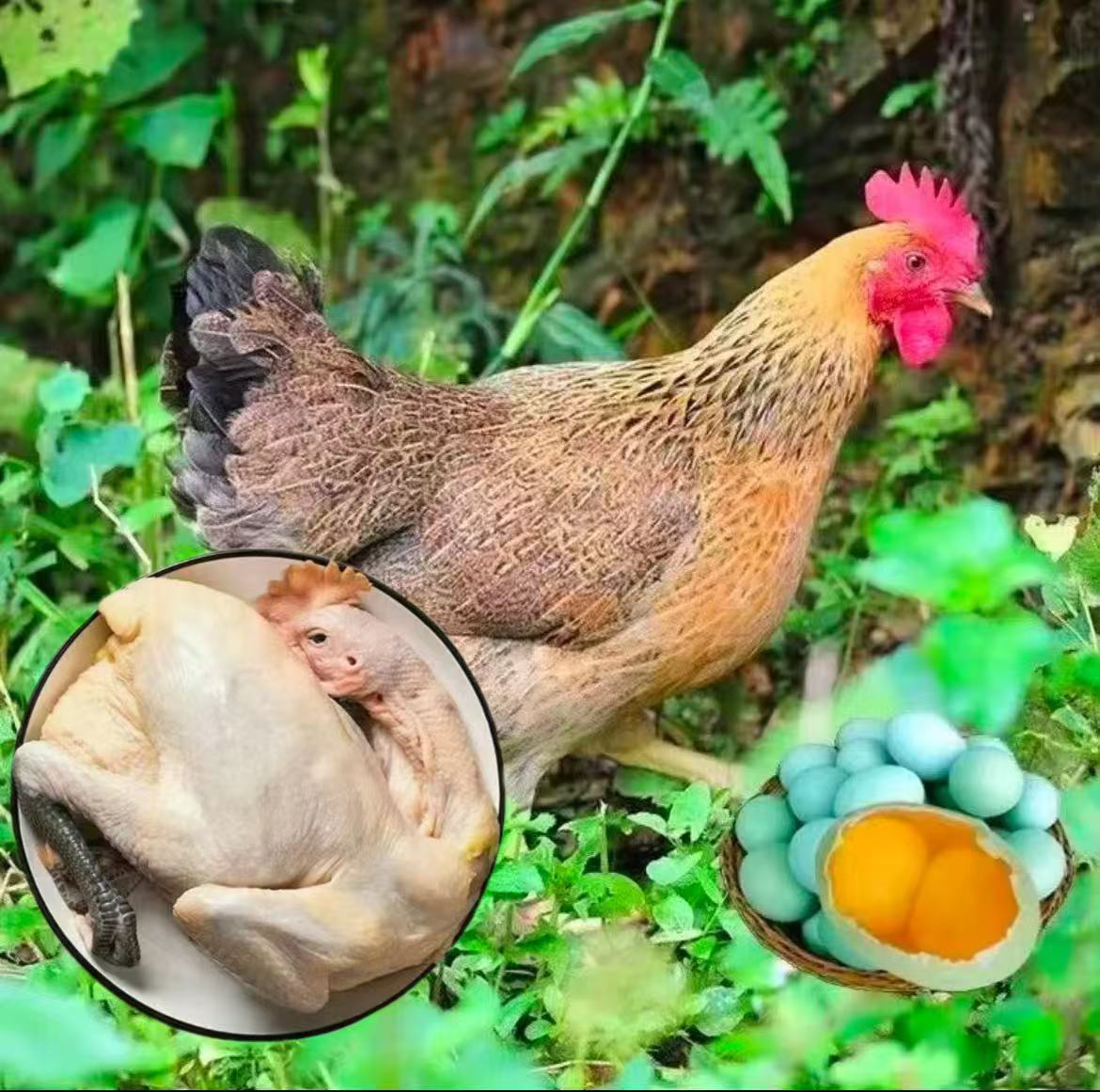 半斤青脚麻羽鸡，美味可口