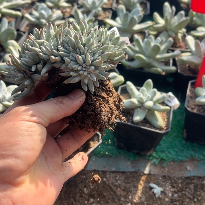 620号白拇多肉植物老庄