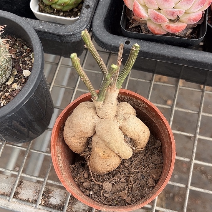 我也不知道我为什么要这样