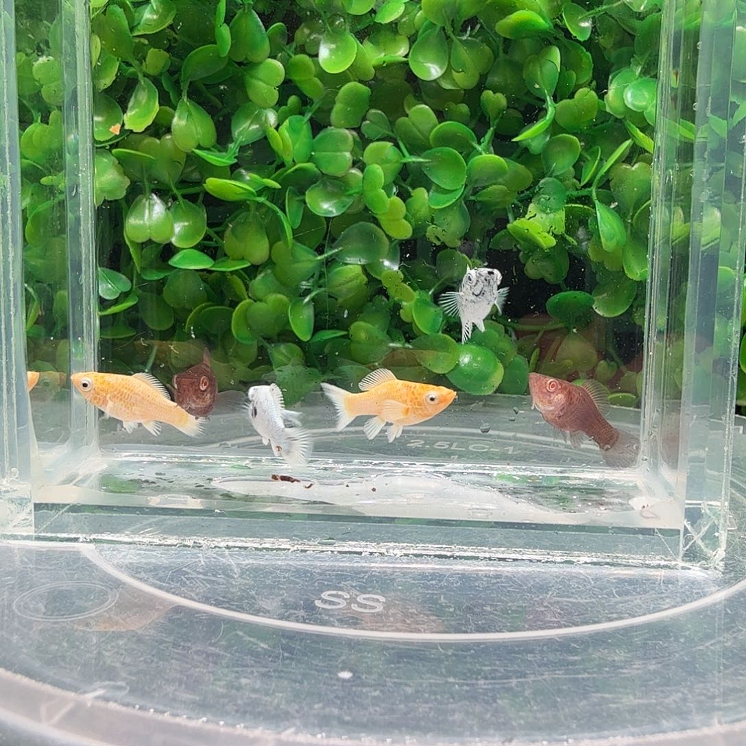 s***l海水鱼玛骊球苗6条