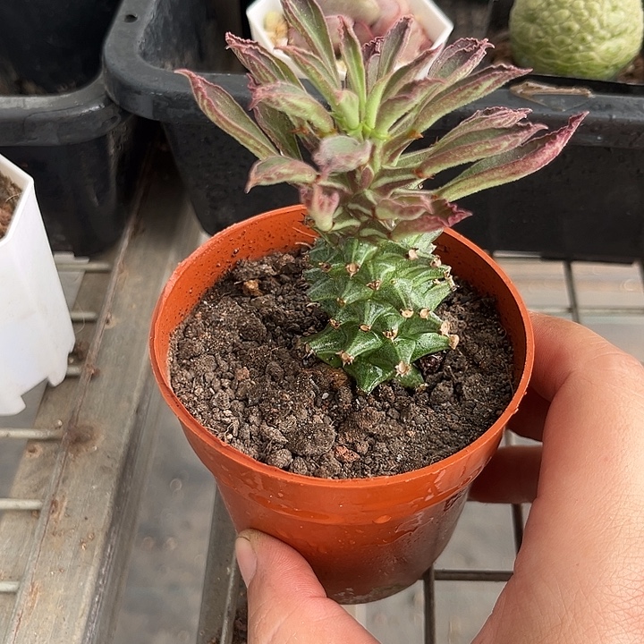 我也不知道我为什么要这样对