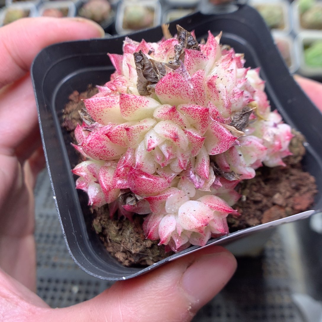 V97y y y y y y y y y y y y