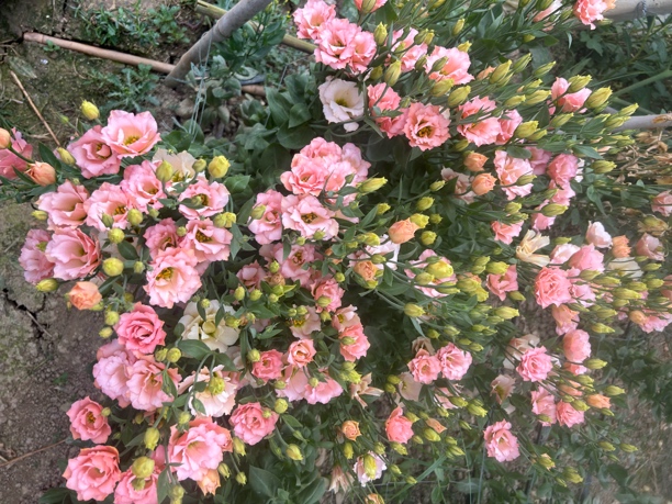 云岭星星杏荷洋桔梗基地种植现采现发