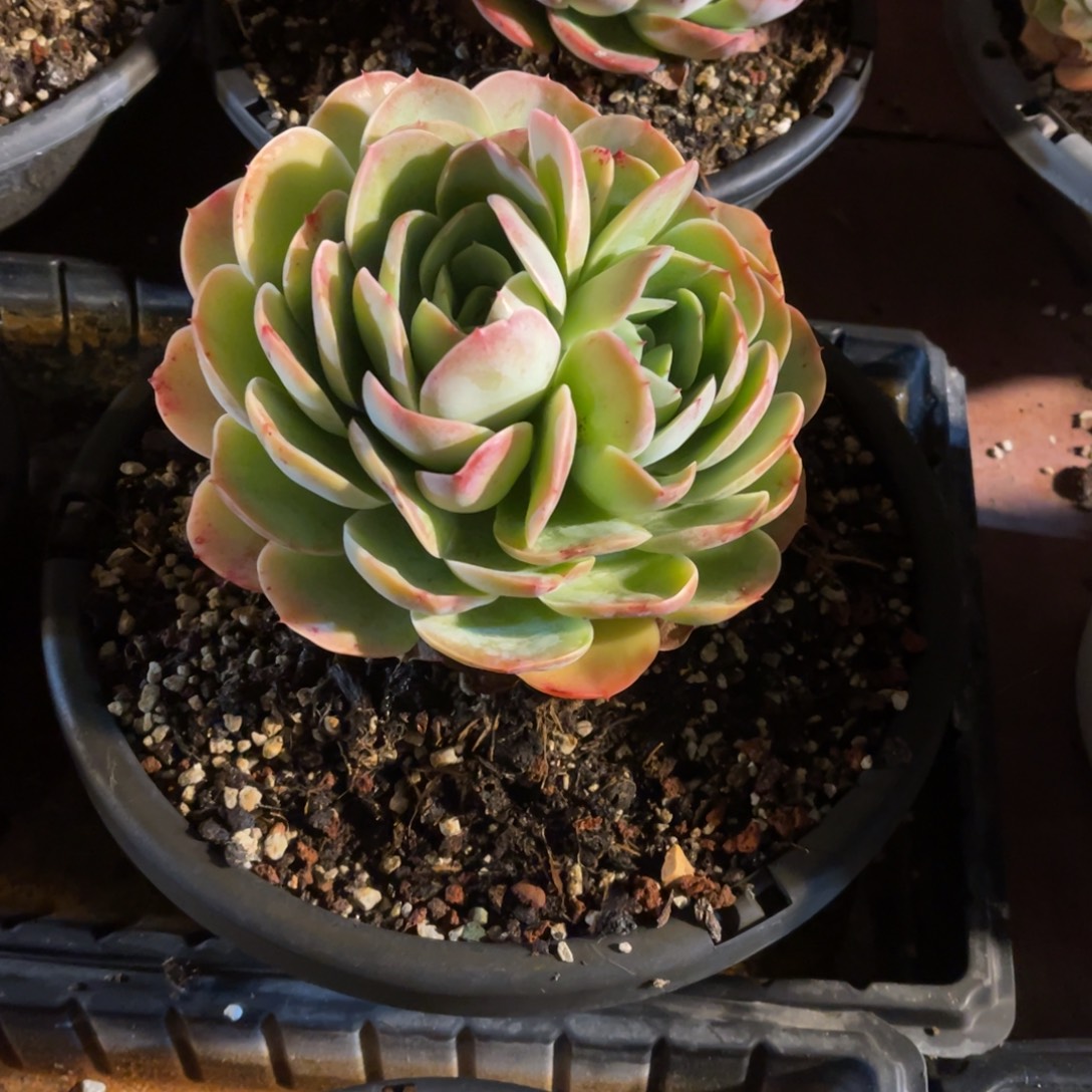 打***死双心桃花坞裸根发货