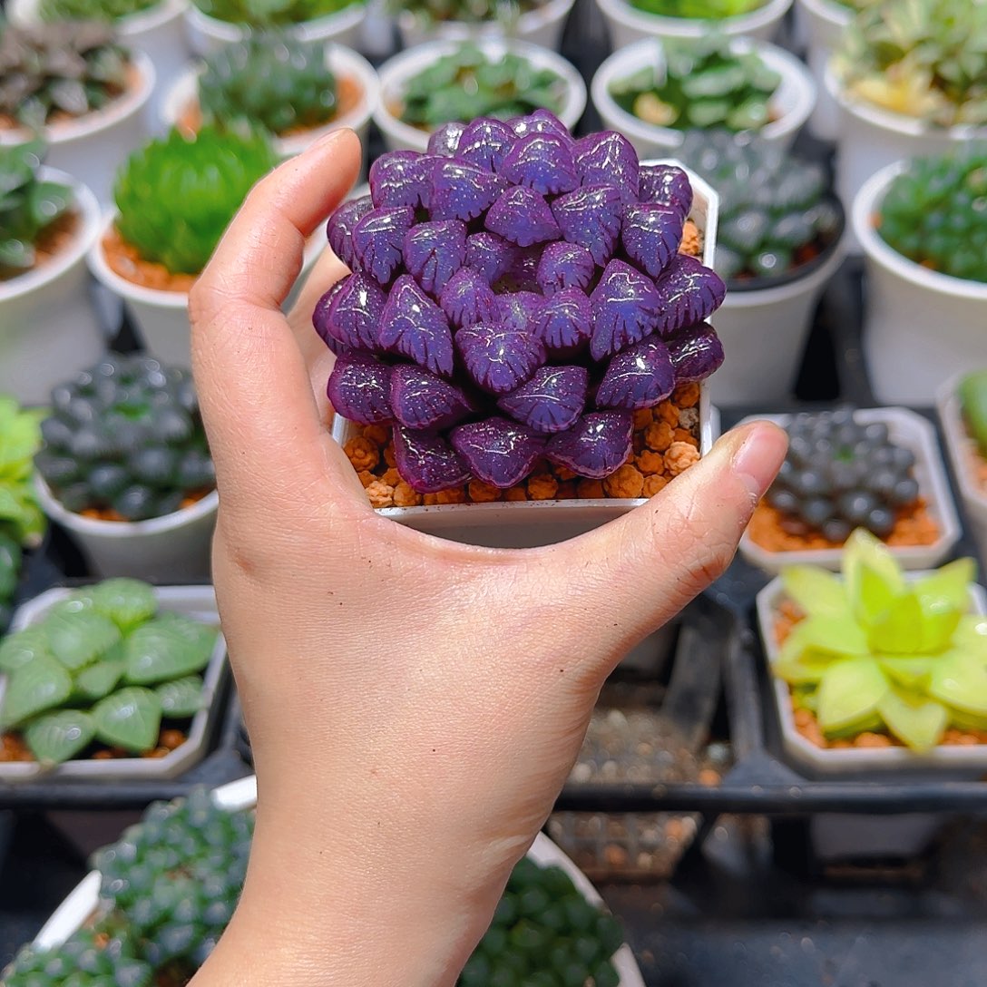 紫宝石冰灯玉露，原盆，人工上色