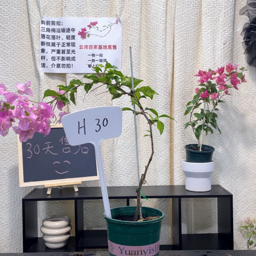 阿***～大量花朵（建议范围：8朵-15朵 或40%以上）广红樱H30