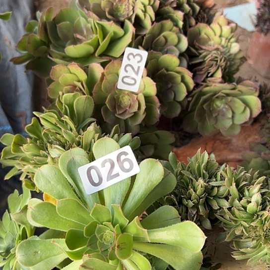 小***付多肉植物两个法师