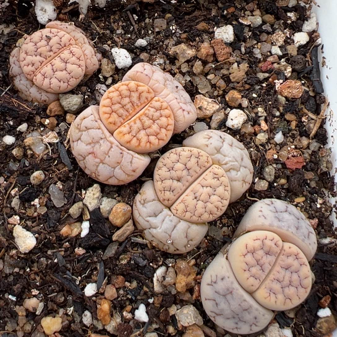 2.14好看的多肉483