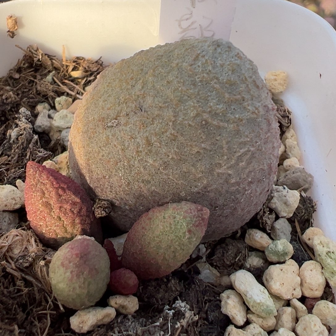 腹部大苗多肉植物水泡