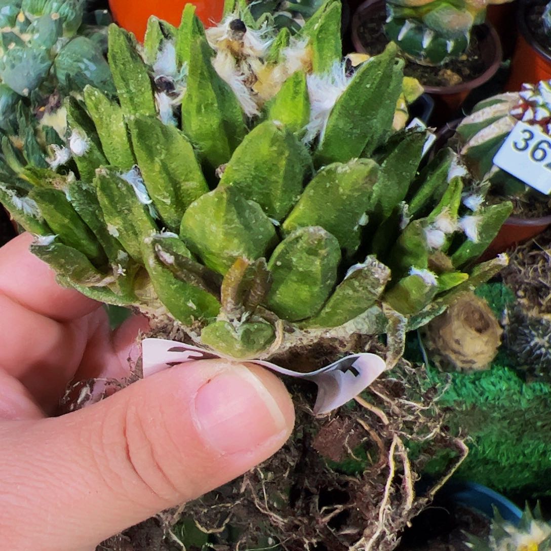无花朵勃氏牡丹木心根324