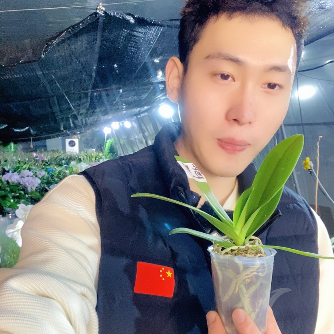 无花朵椎名蓝星蝴蝶兰