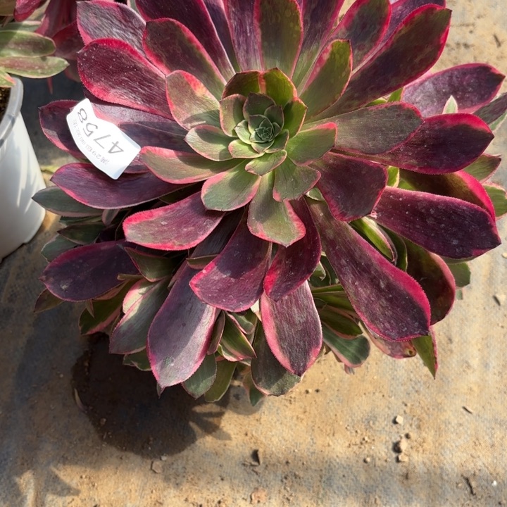 金丝却多肉法师4758