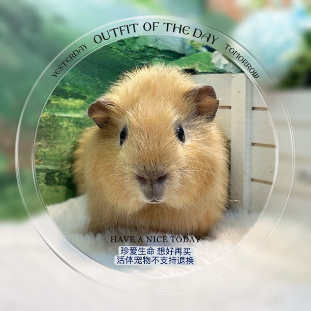 英短弟弟荷兰猪 豚鼠 包邮包风险【一对一喂养指导 ，赠礼包】