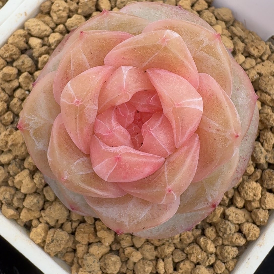 0215-30-粉心单头一颗