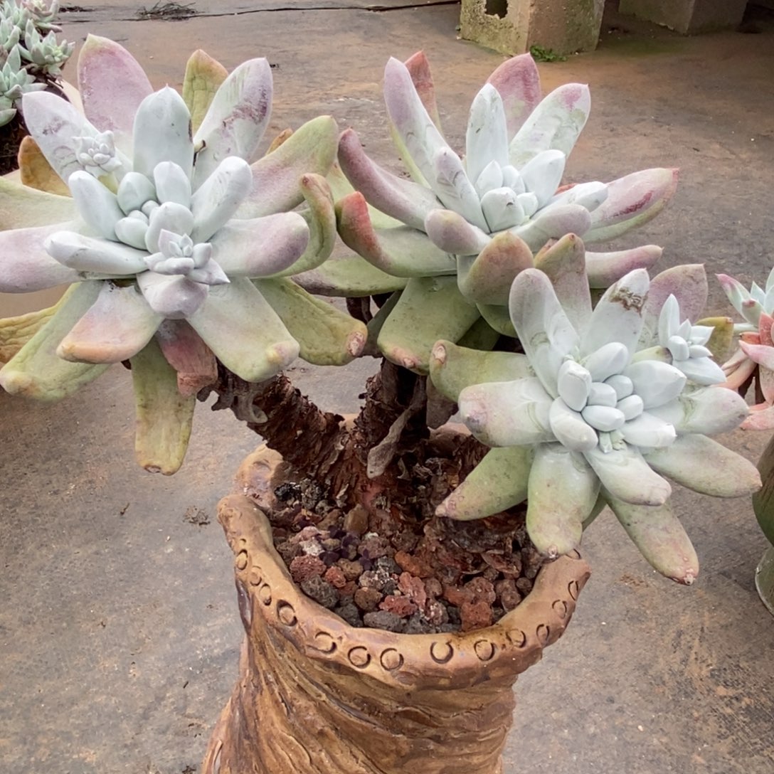 拇指啦啦啦啦啦啦