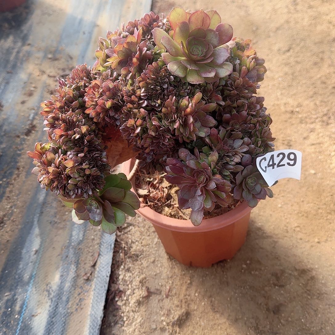 429万朵朵一颗呀呀