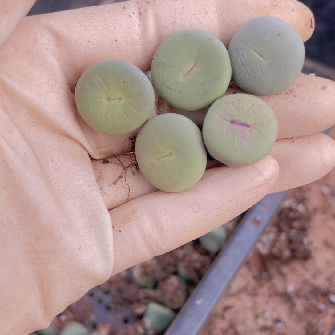 5颗小红嘴88888888888