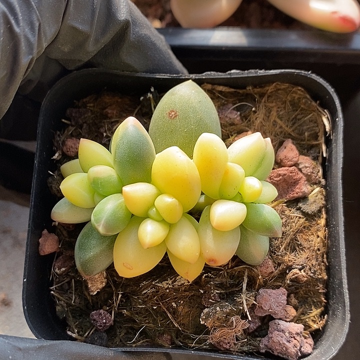 千代田锦多肉植物