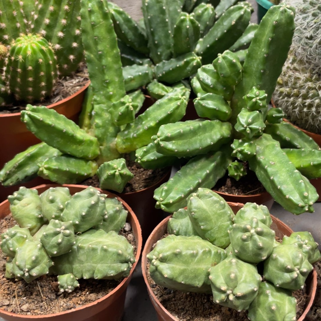 新品群生桃太郎三盆一组