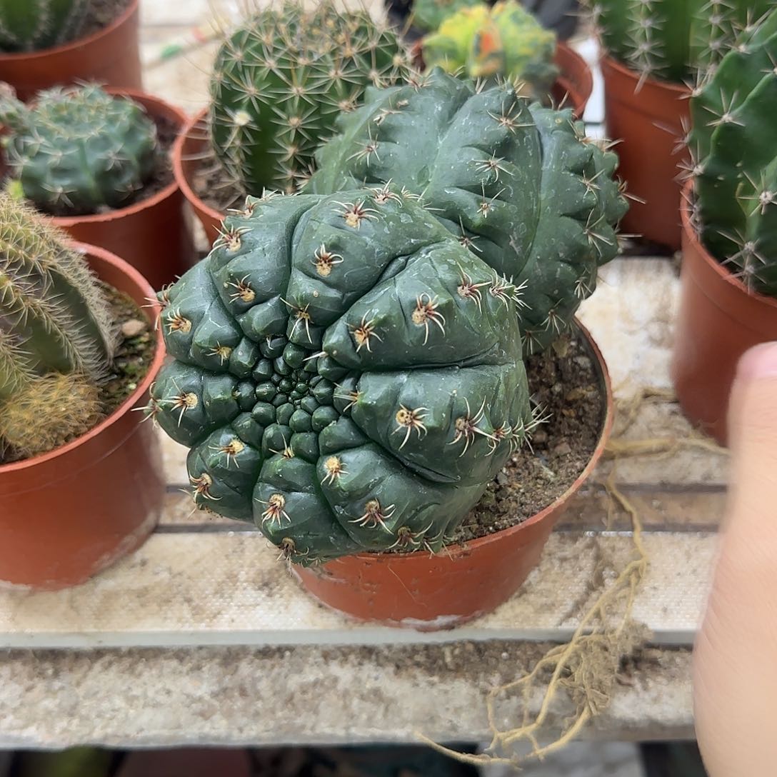 花花花花花花花花花