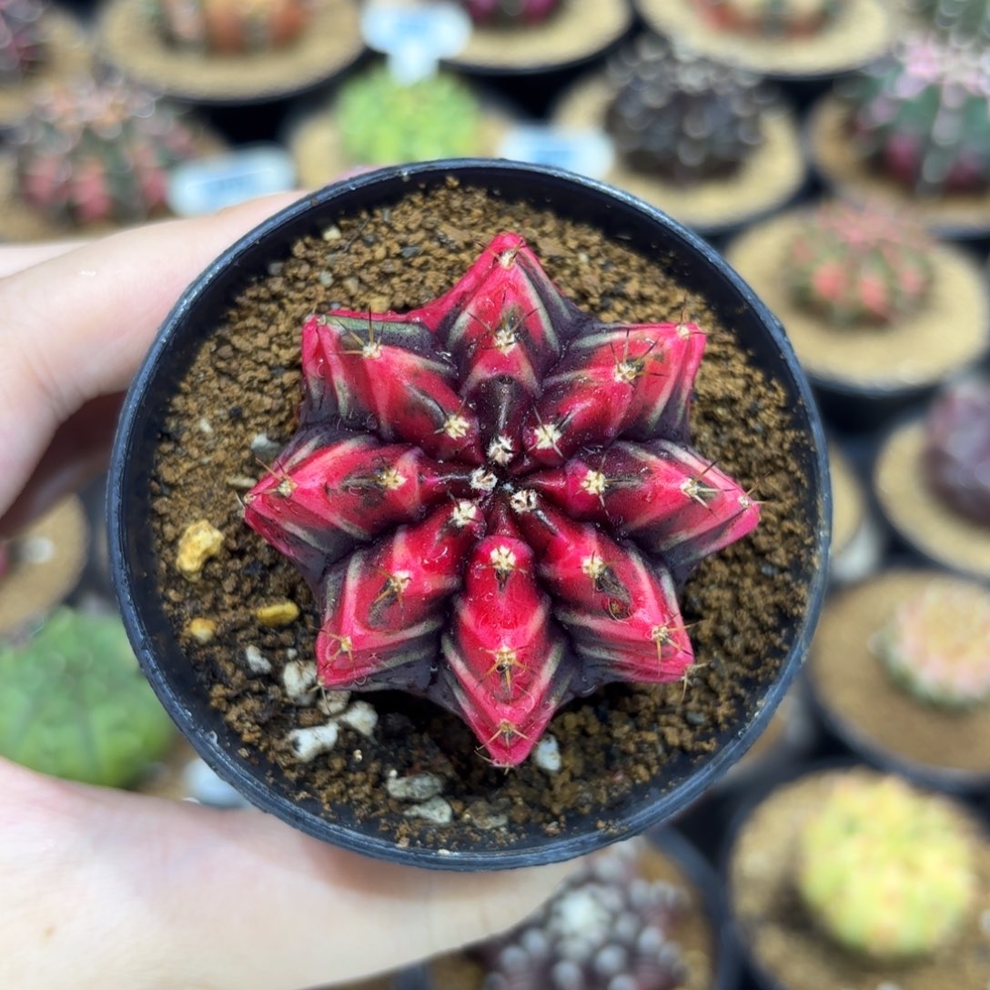 5.1cm泰系实生 带盆土发货