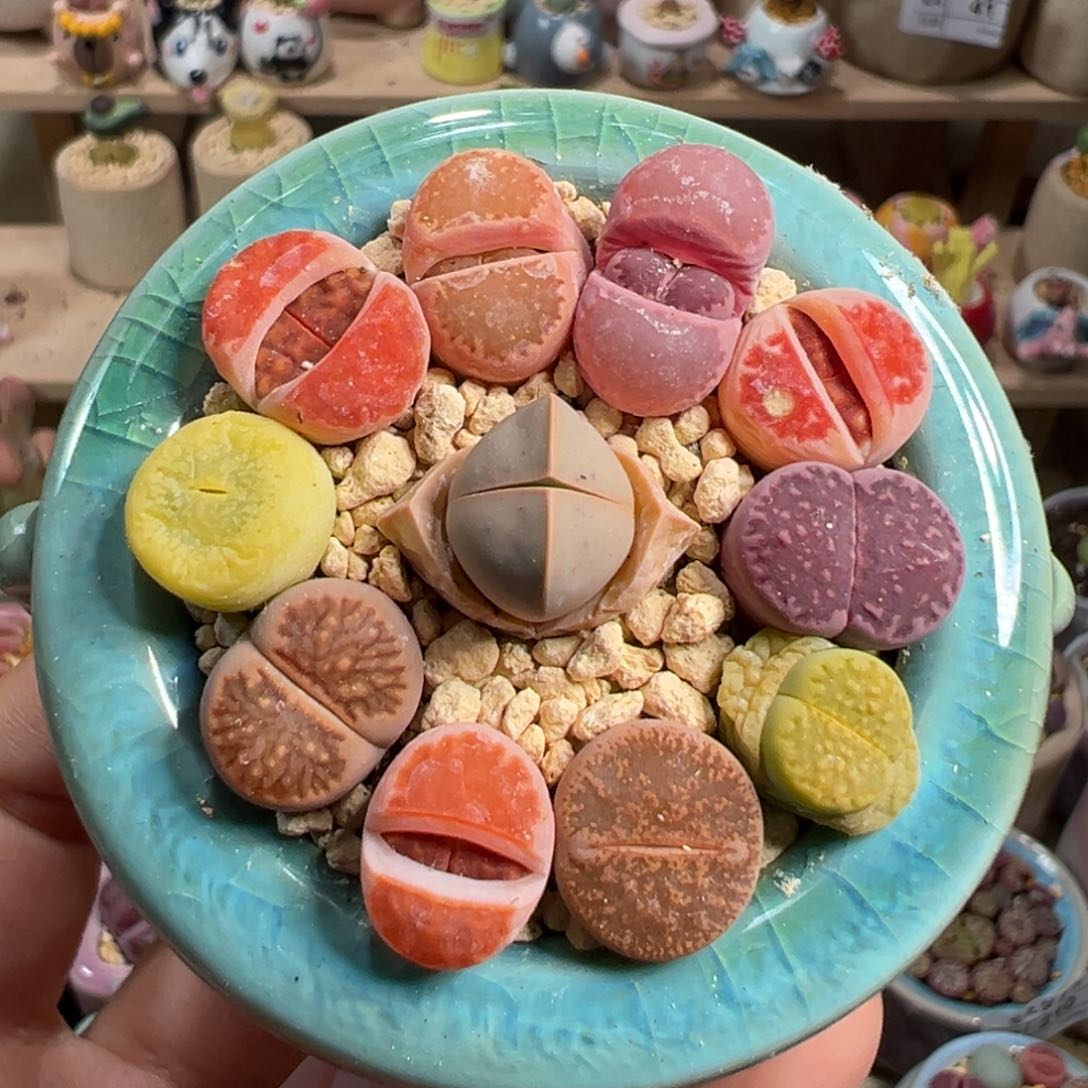 多肉植物91号彩色