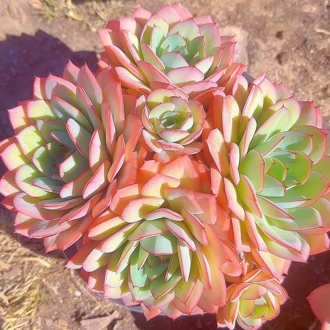 大牡丹亭  灵峰多肉净化空气