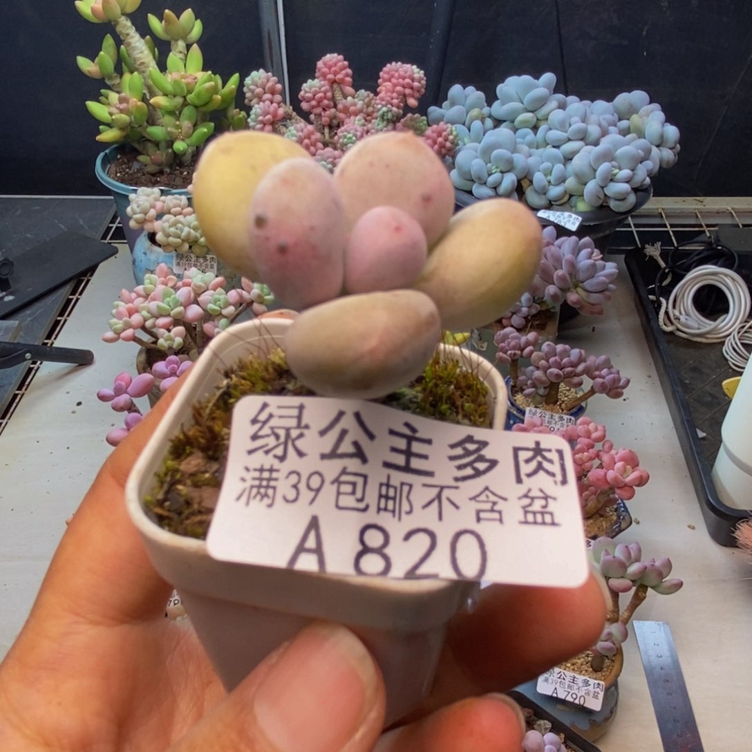 820蛋黄奶多肉3cm