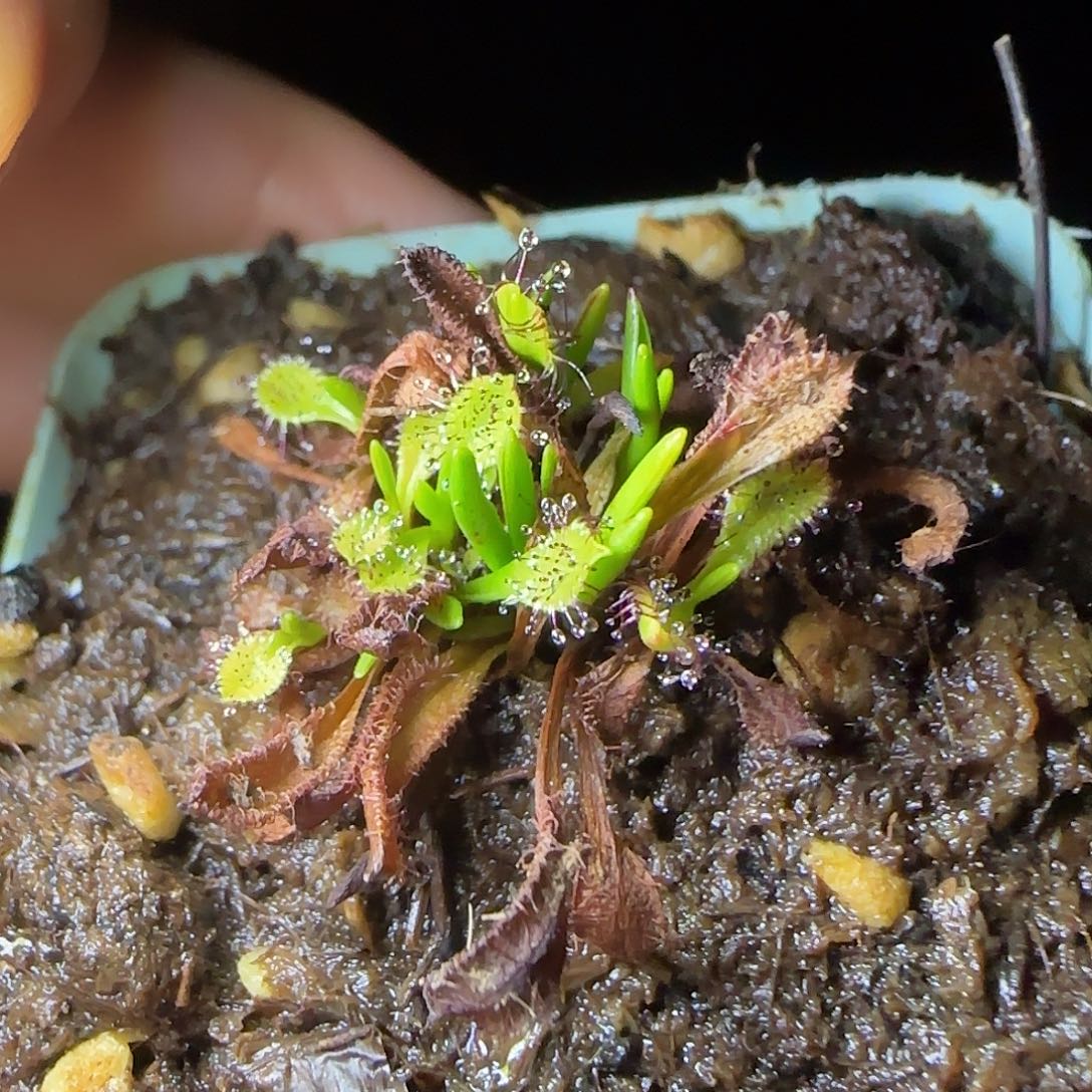 无花朵专拍茅膏菜