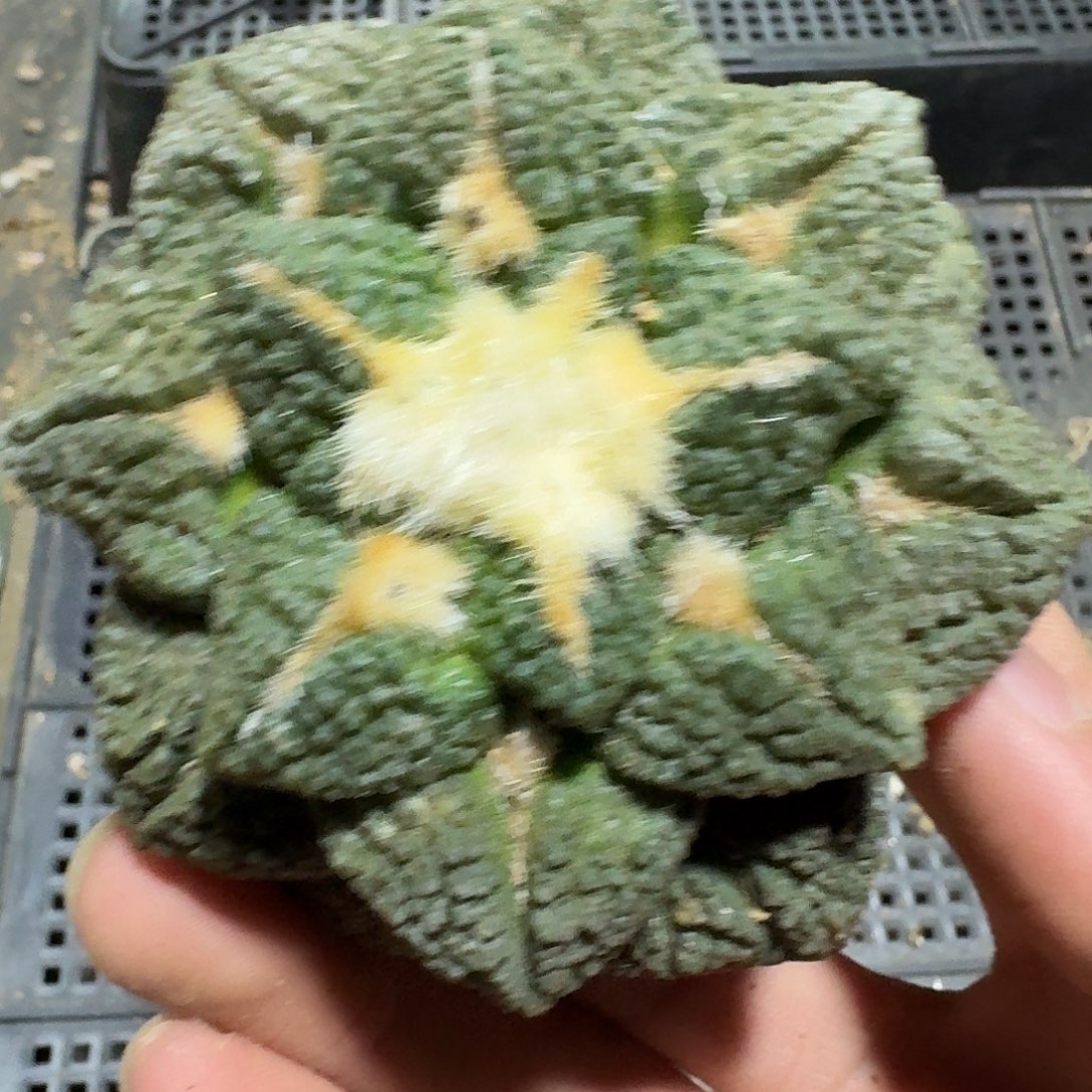 719号仙人球谢谢了