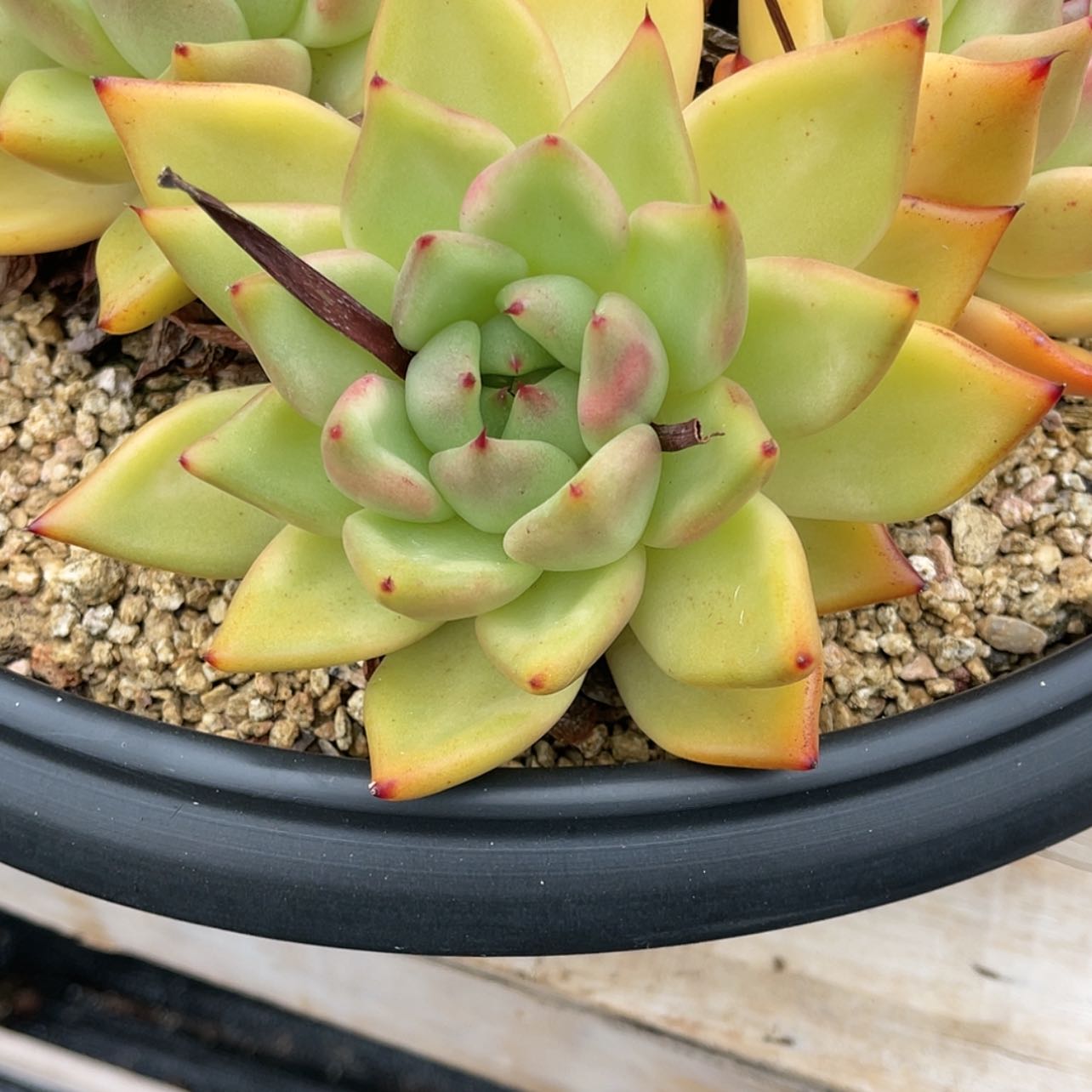 【闪购商品】东云一物一拍侧头