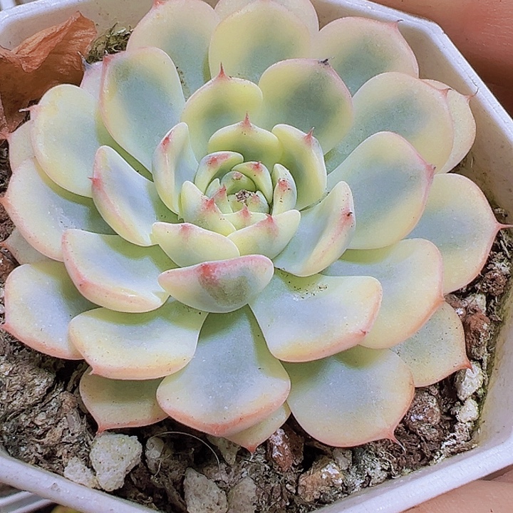 姬莲锦19包邮多肉植物