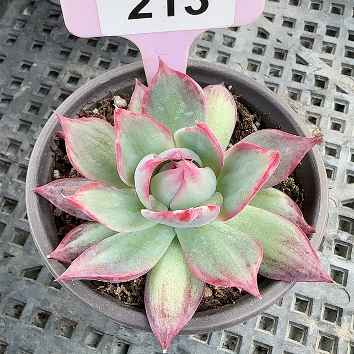 213 惊鸿仙子多肉植物6-9cm
