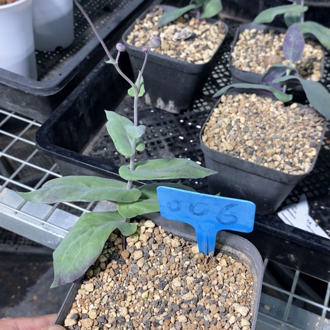 大碗厚敦菊多肉植物