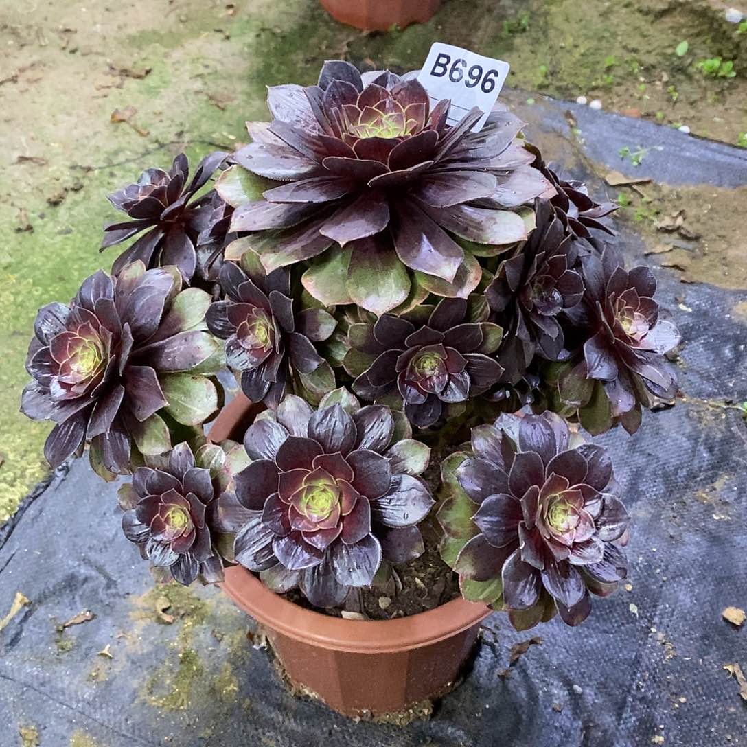 薰*草新品多肉植物696