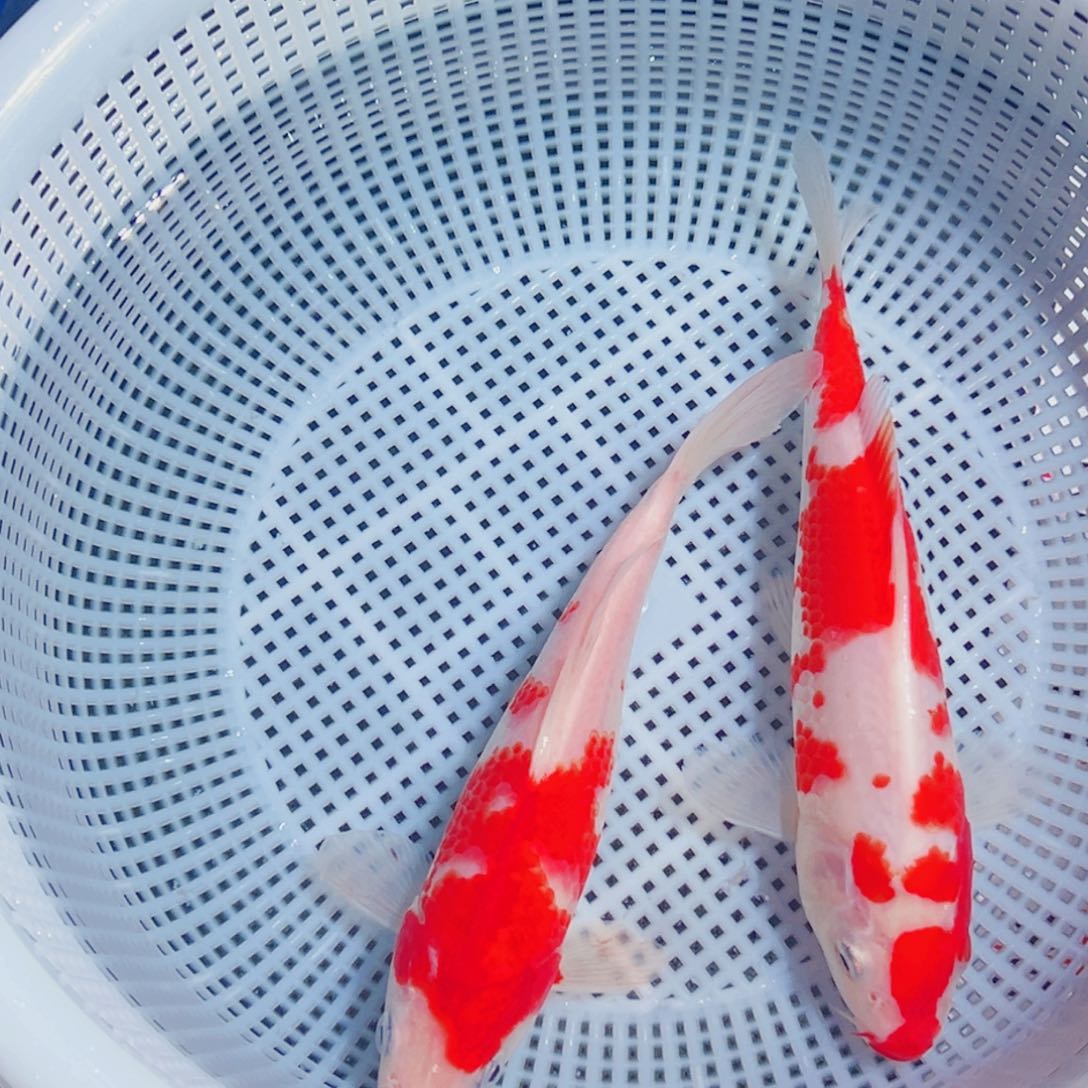 锦鲤锦鲤观赏鱼1111