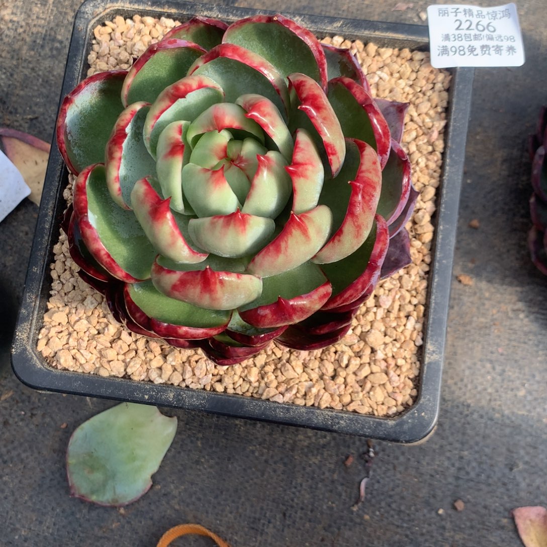 2266号多肉植物惊鸿14厘米