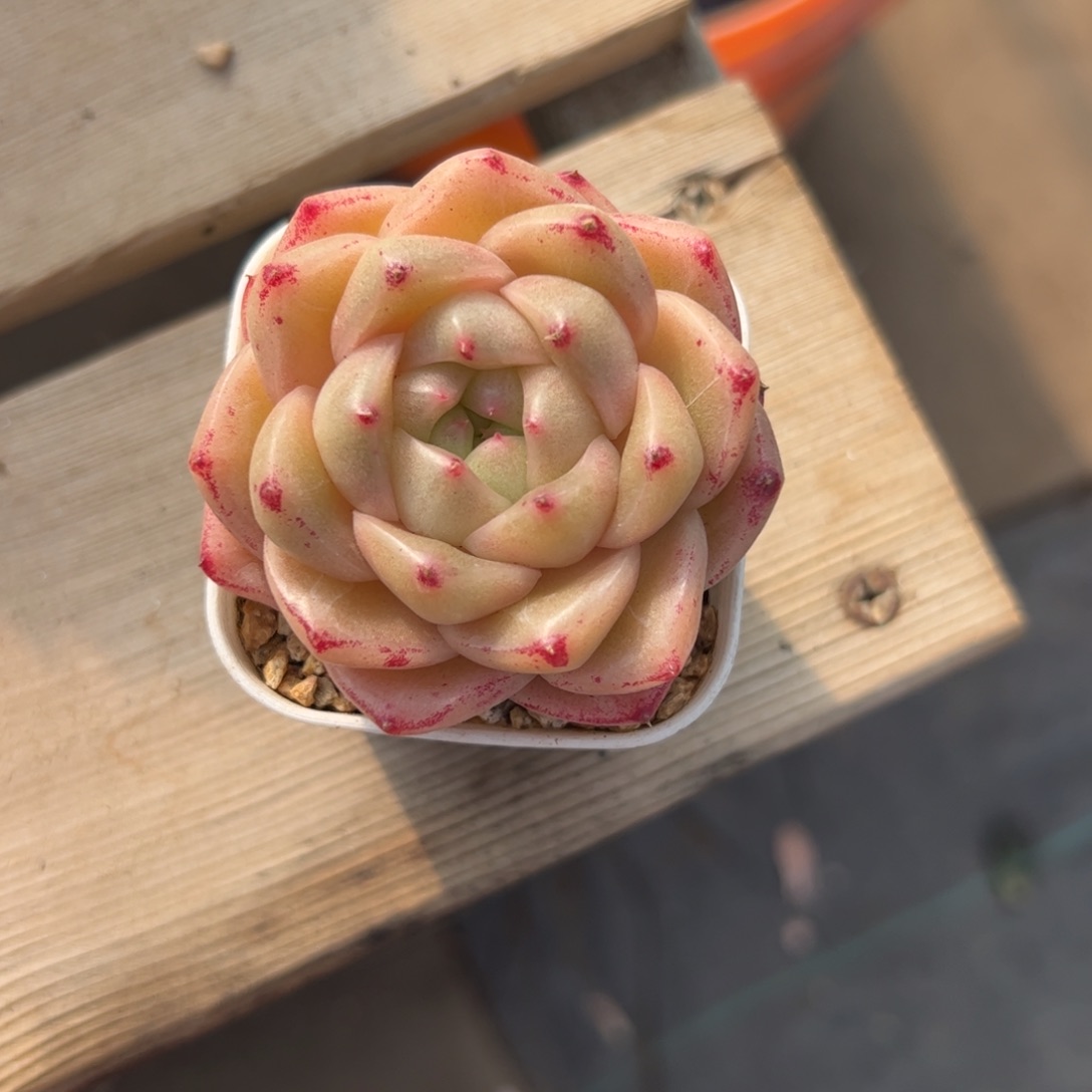 天***骨031 满38包邮一物一拍